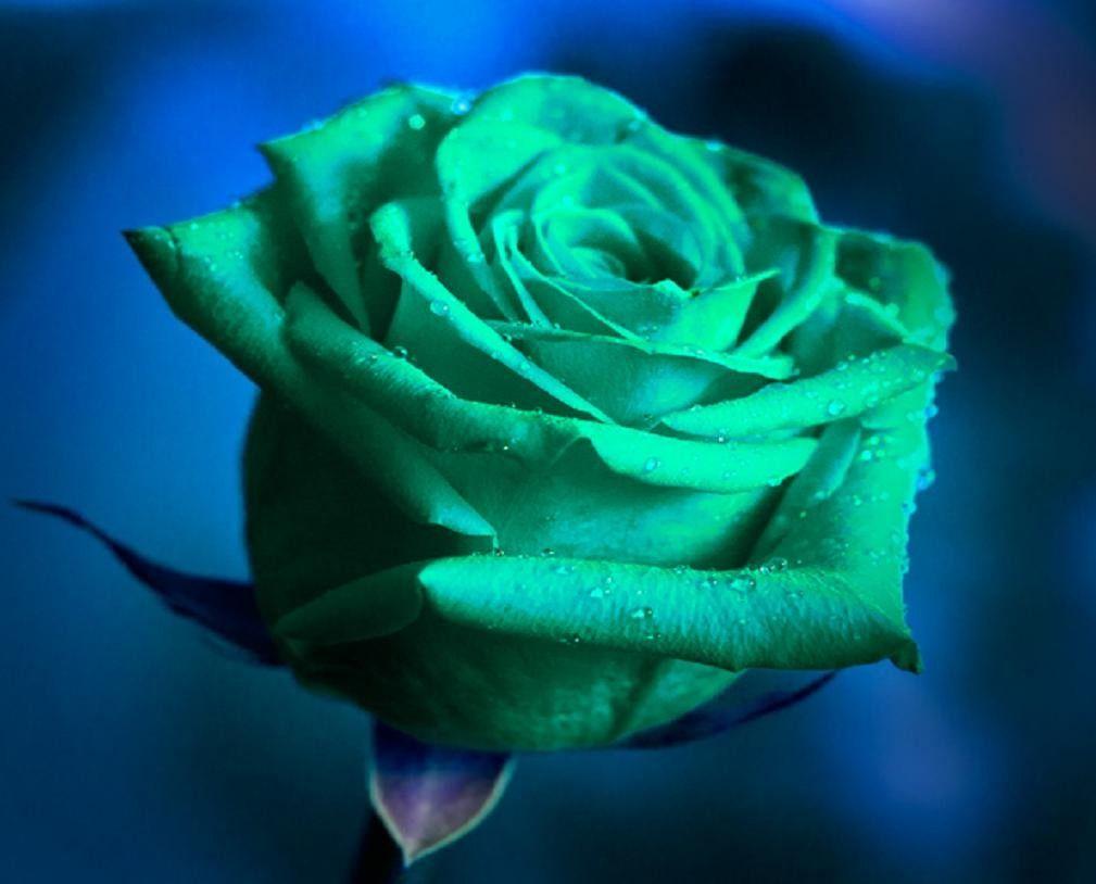 Green Rose Wallpapers - Top Free Green Rose Backgrounds - WallpaperAccess
