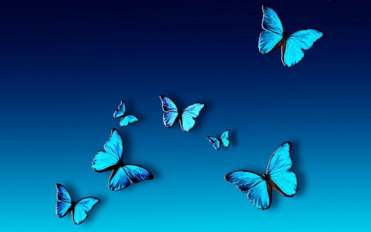 1280x800 Butterfly Wallpaper