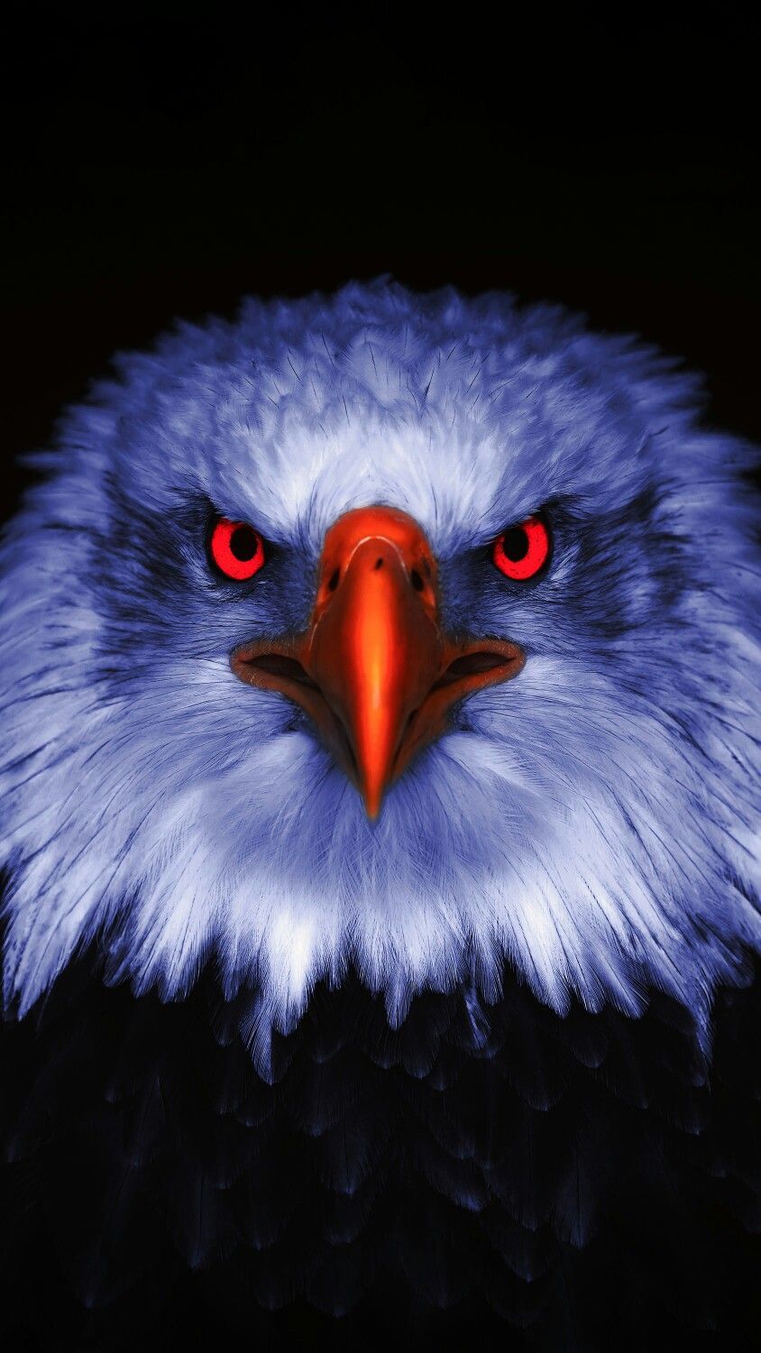 844x1500 papel de parede. Eagle image, Eagle wallpaper, Eagle face