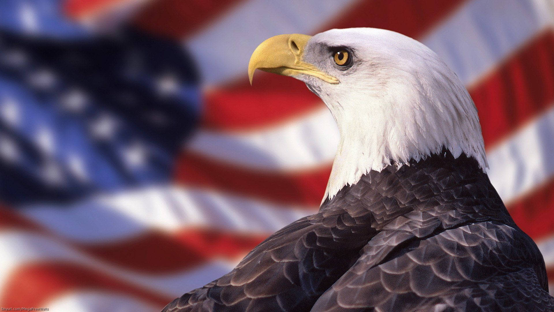 1920x1080 Us Eagle Wallpaper