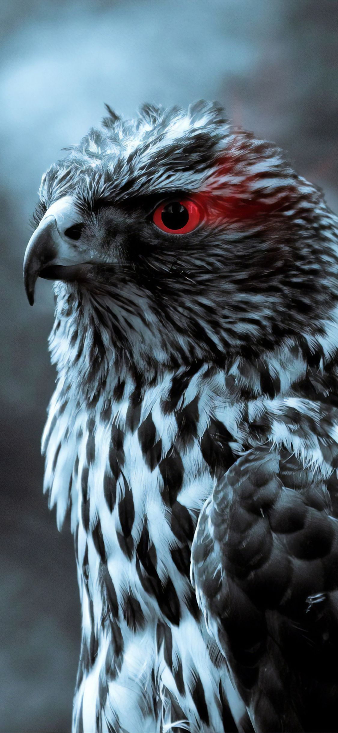 1125x2436 Red Eye Eagle 4k iPhone XS, iPhone iPhone X HD 4k Wallpaper, Image, Background, Photo and Picture