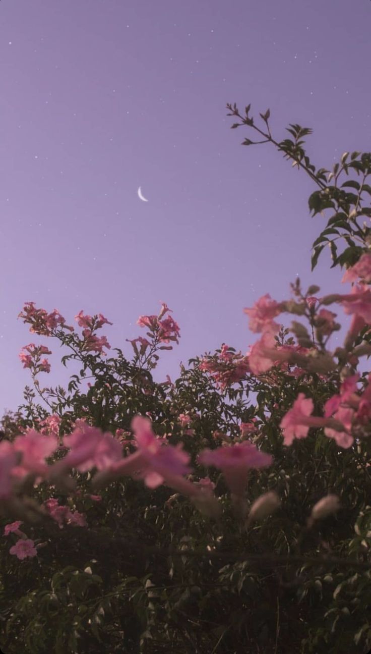 736x1296 Purple sky. Android wallpaper flowers, Night sky wallpaper, Pretty wallpaper