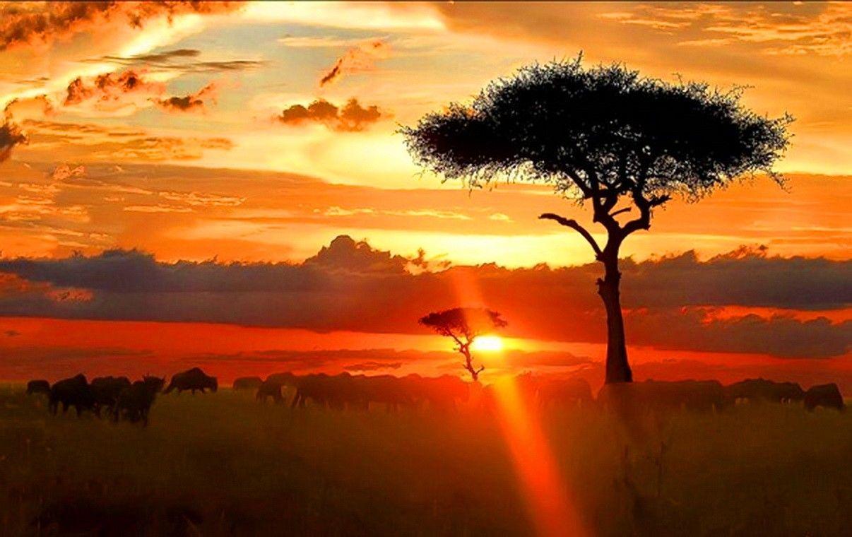 Africa HD Wallpapers - Top Free Africa HD Backgrounds - WallpaperAccess