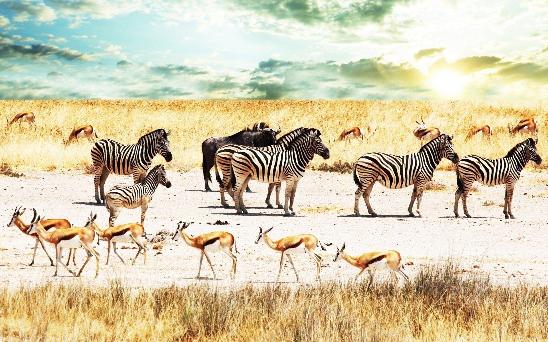 1920x1200 Buffalo Zebra Africa Sky Savannah Antelope