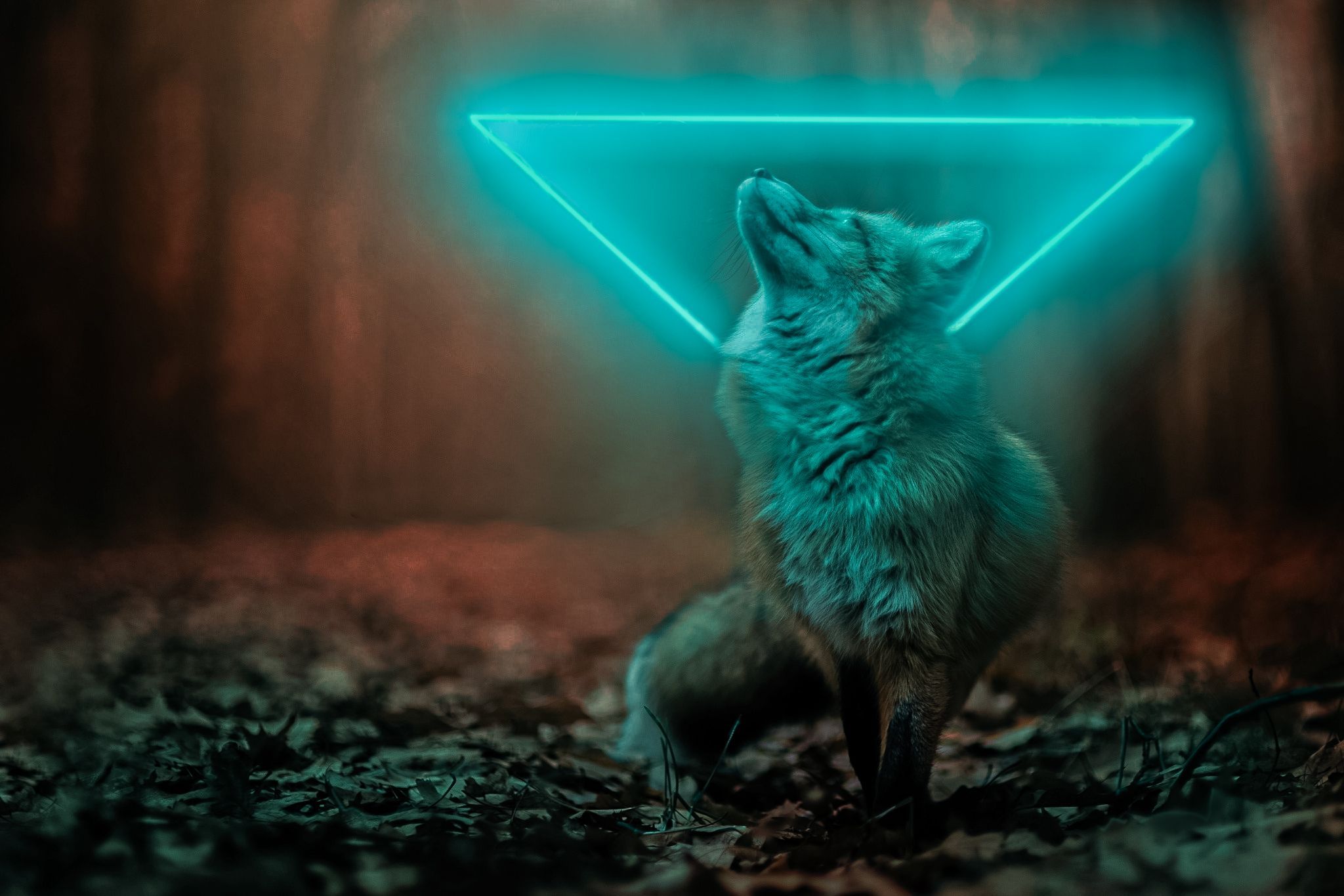 2048x1366 Animal Fox HD Wallpaper