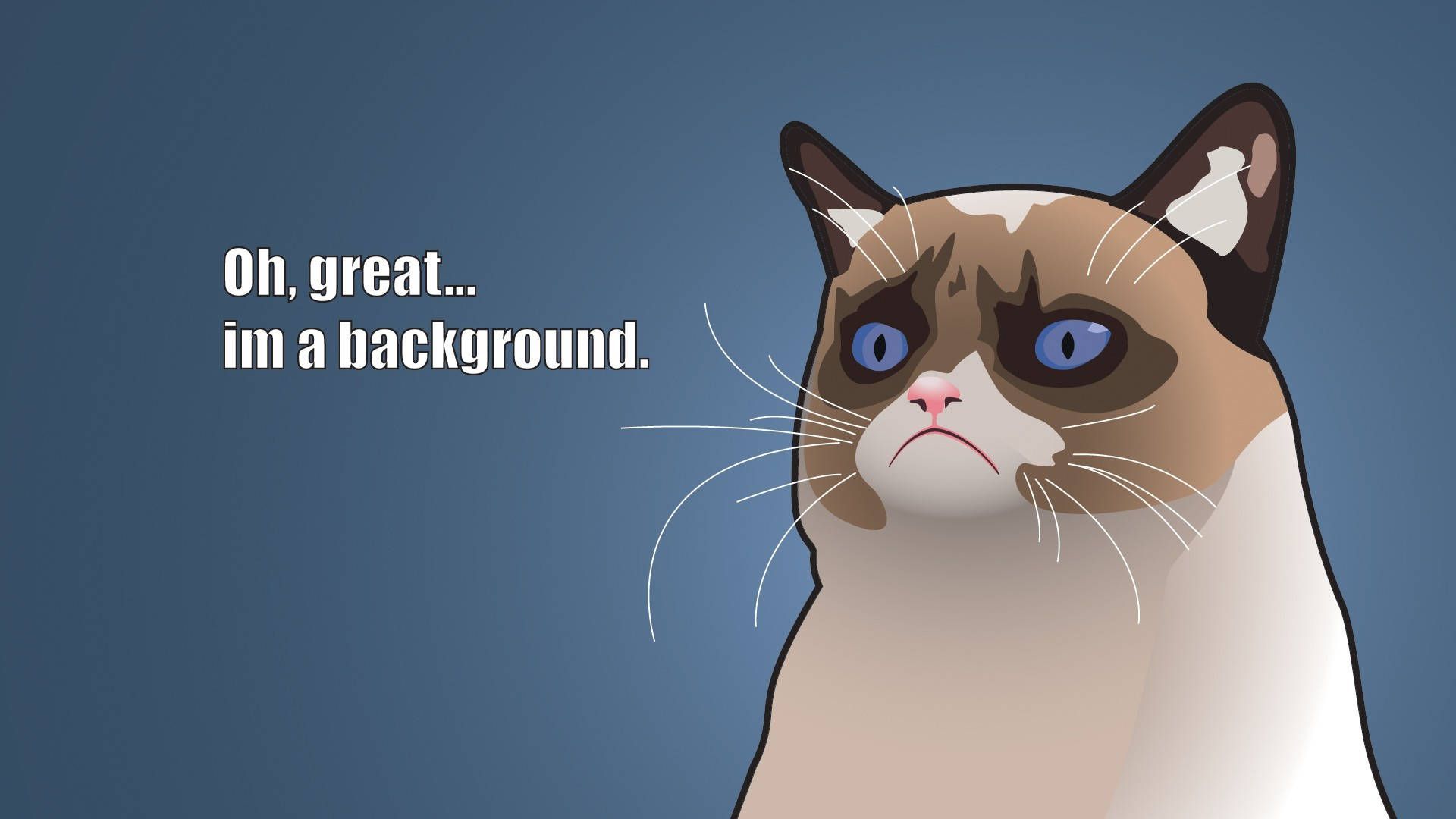 1920x1080 Cat Meme Wallpaper