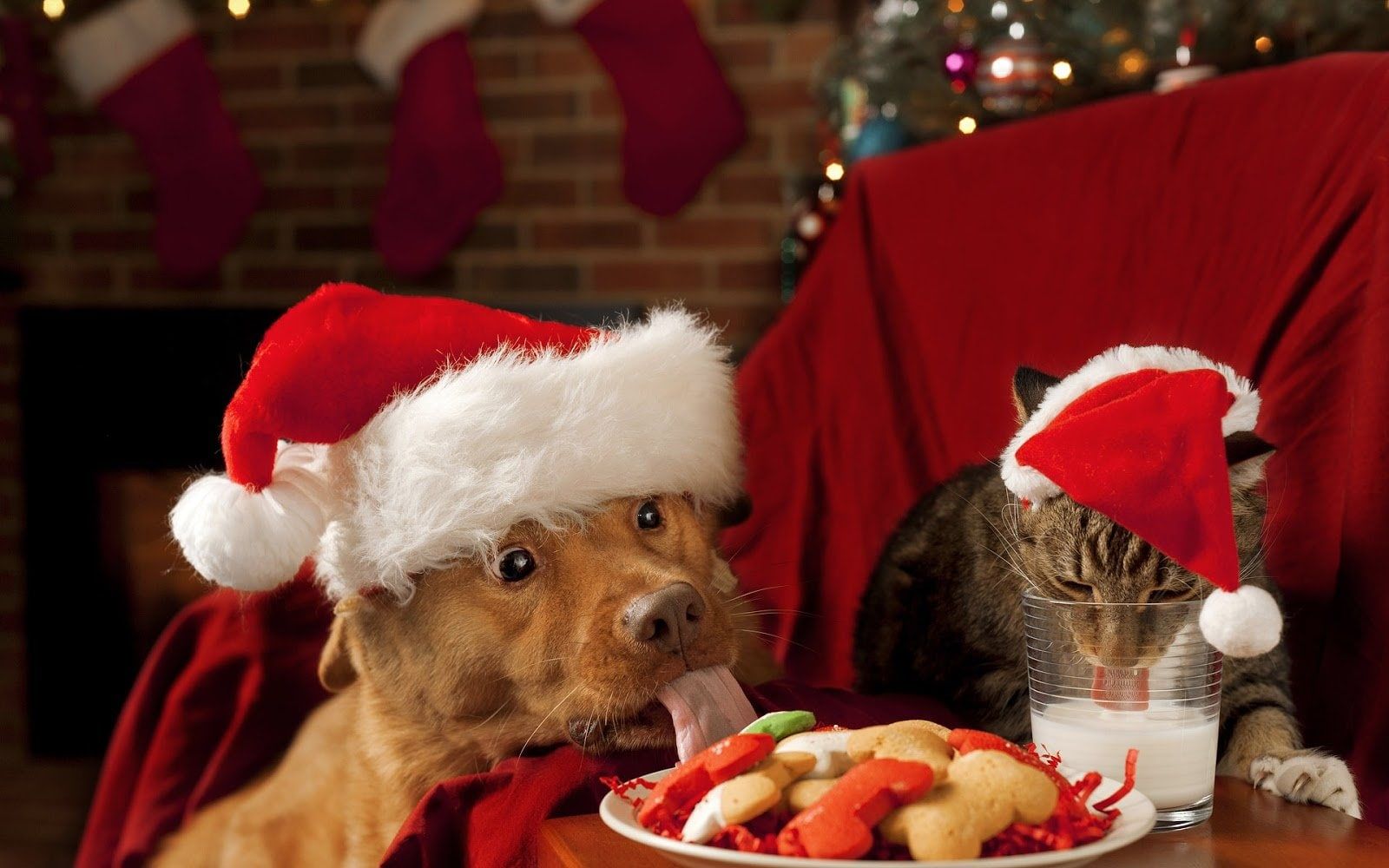 1600x1000 Christmas Memes Clean in 2023