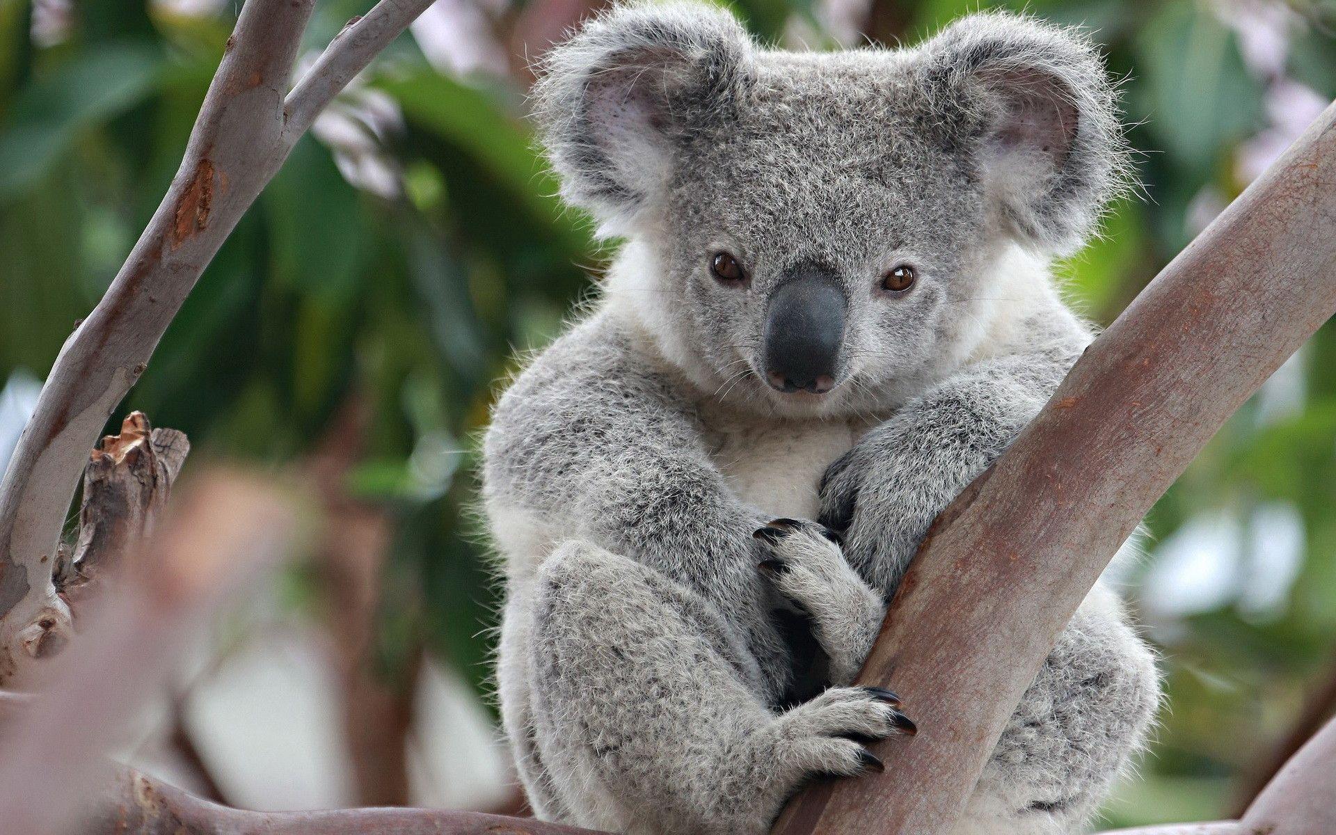 Baby Koala Wallpapers Top Free Baby Koala Backgrounds Wallpaperaccess