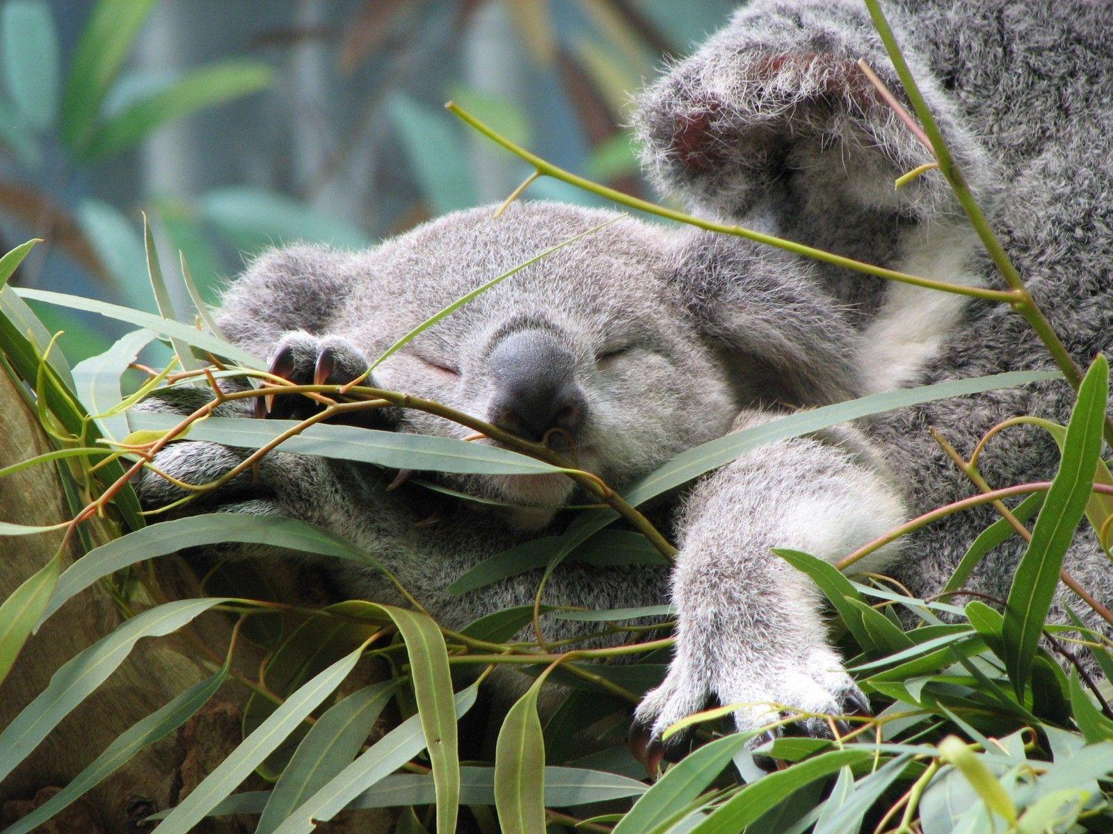 Sleeping Koala Wallpapers - Top Free Sleeping Koala Backgrounds -  WallpaperAccess