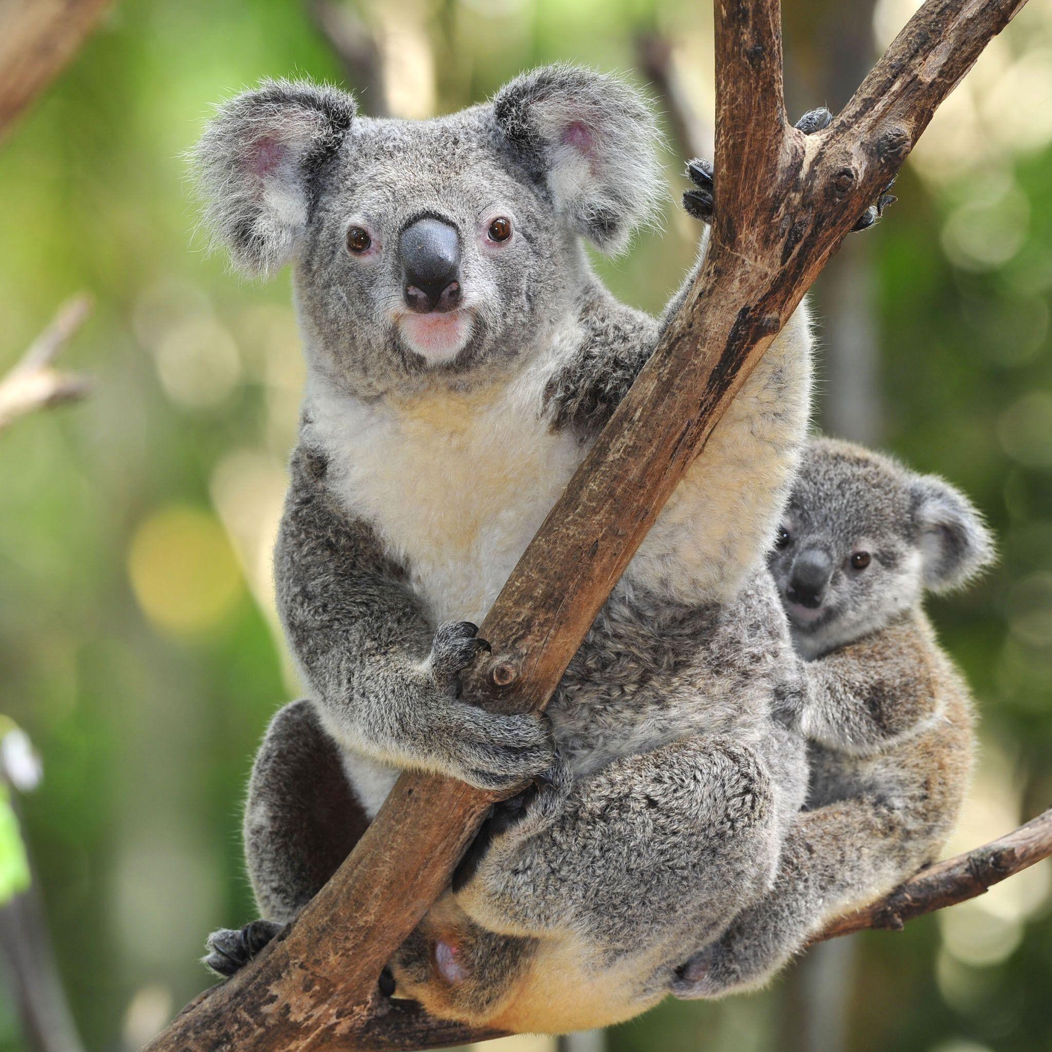 2048x2048 Baby Koala Wallpaper
