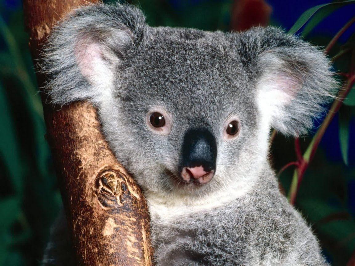 Cute Baby Koala Wallpapers Top Free Cute Baby Koala Backgrounds WallpaperAccess