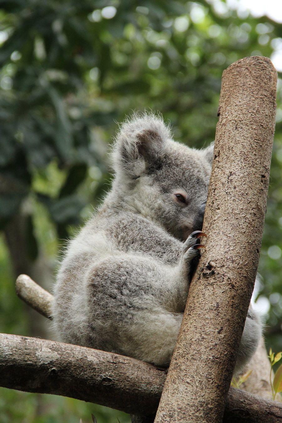 900x1350 Free download Baby Koala Wallpaper [900x1350] for your Desktop