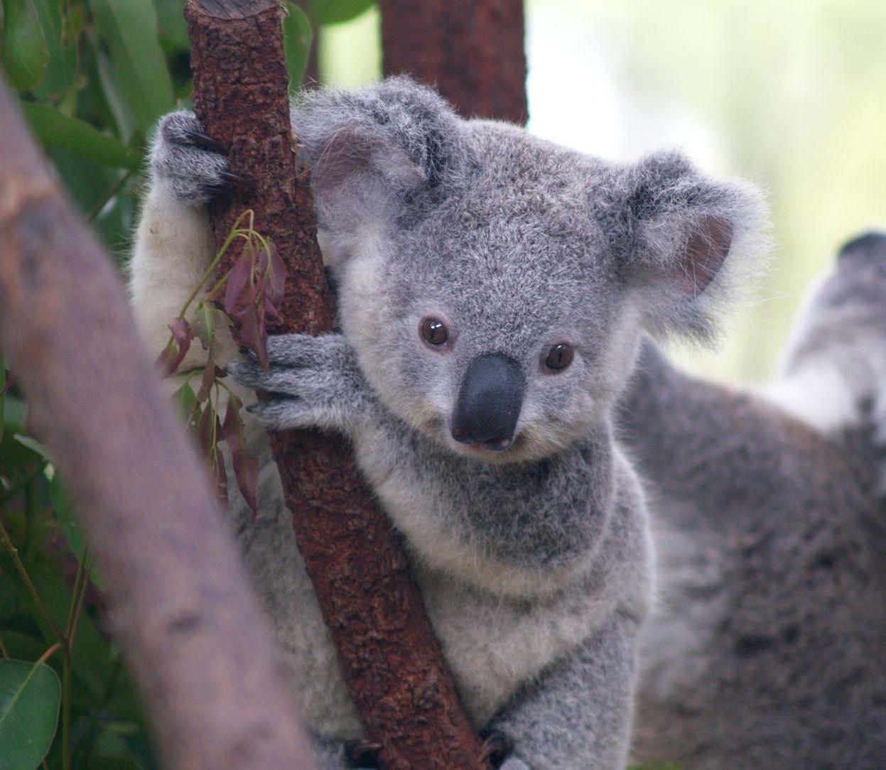 Sintético 105+ Imagen De Fondo El Koala Es Un Oso Alta Definición ...