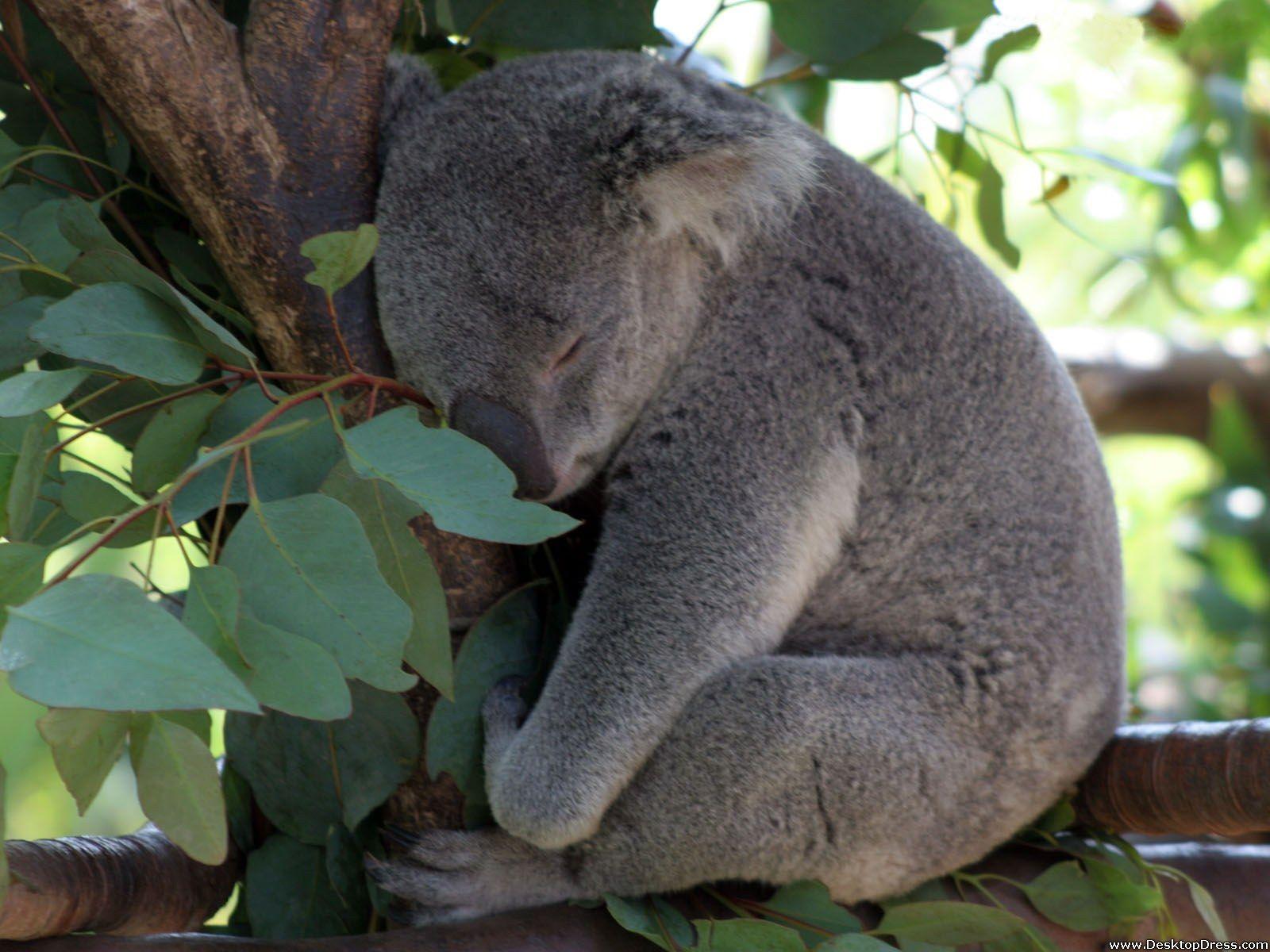 1600x1200 Desktop Wallpaper Animals Background Baby Koala Bear