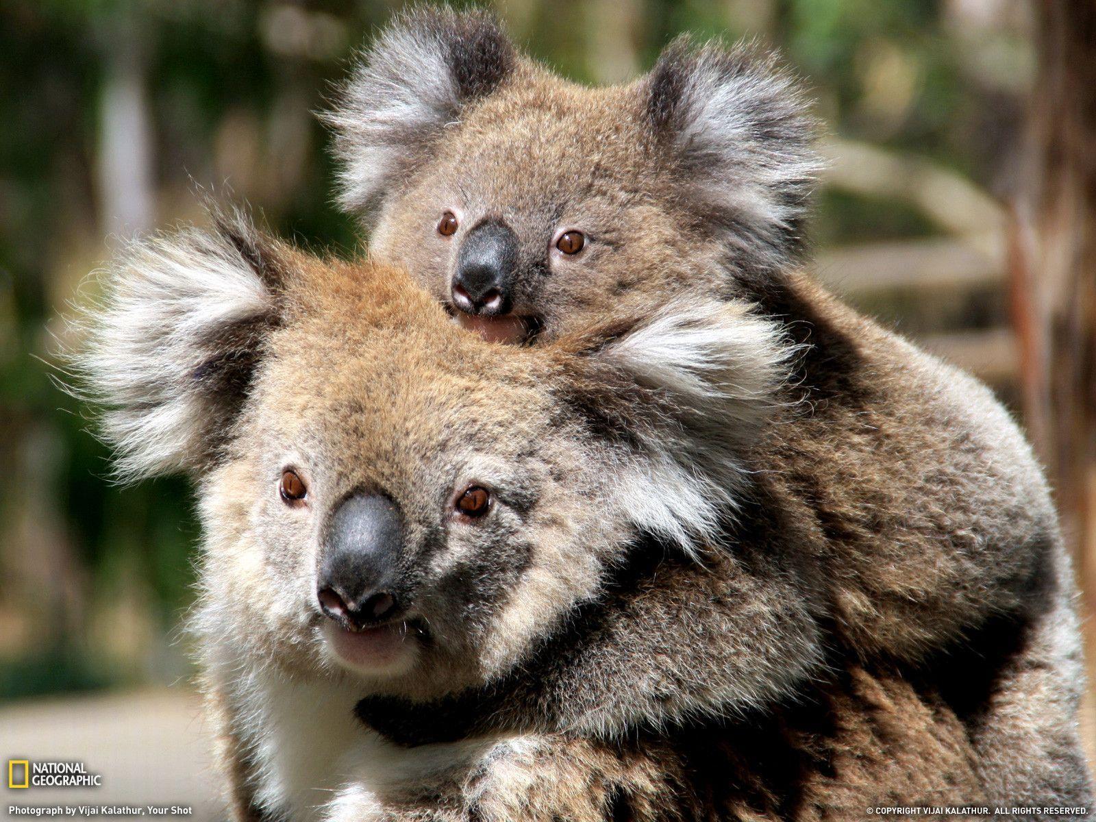 1600x1200 Koala Wallpaper