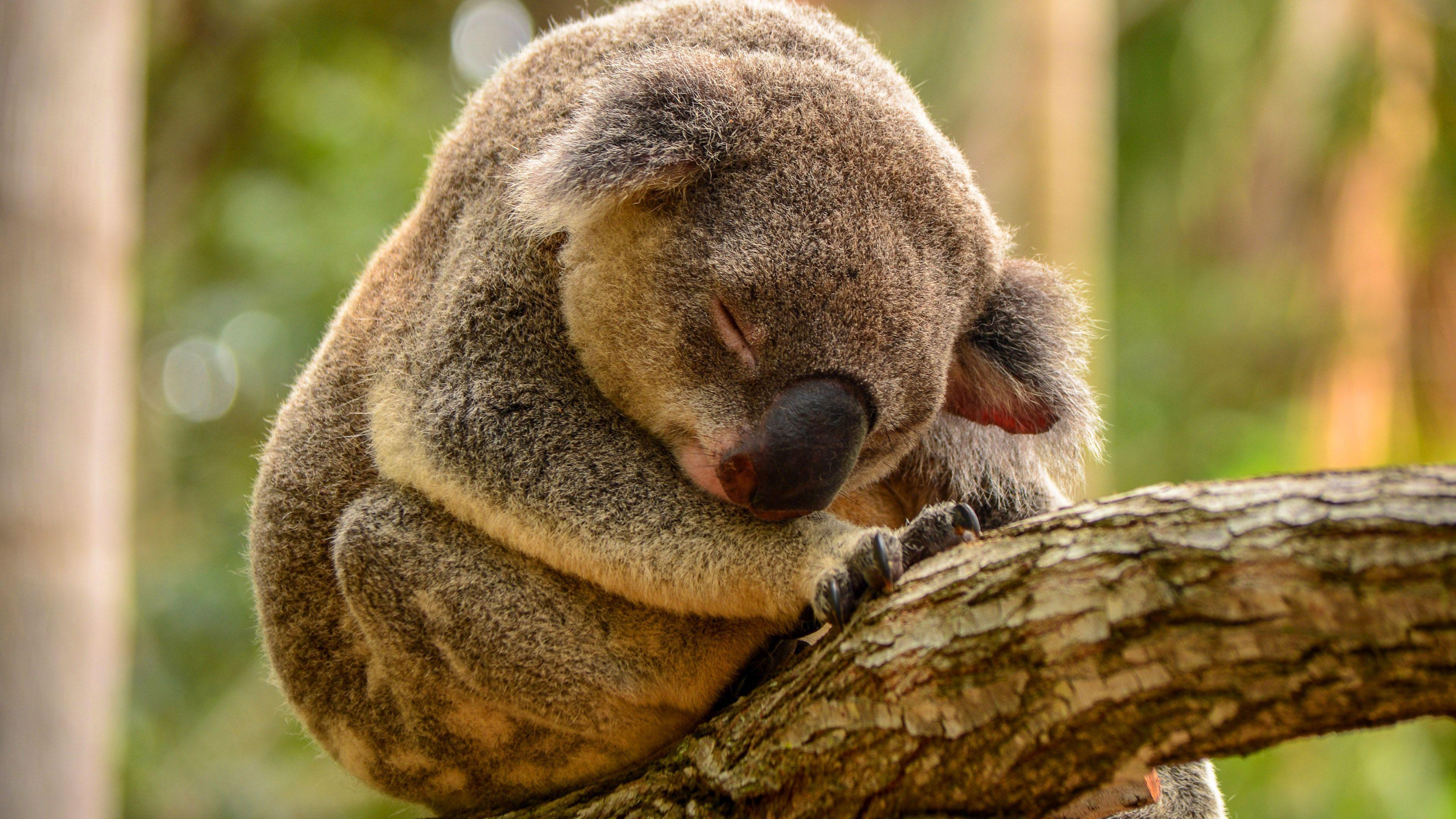 3840x2160 Hd Sleeping Koala Wallpaper Wallpaper Sleeping Koala
