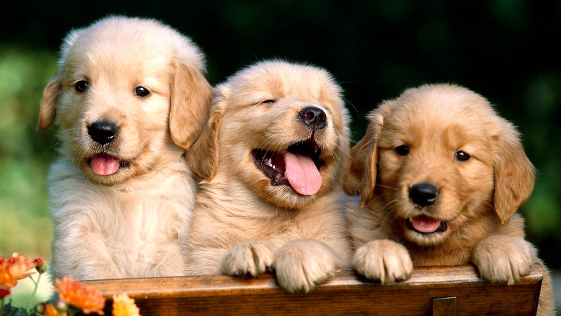 1920x1080 Cool Baby Animal Wallpaper