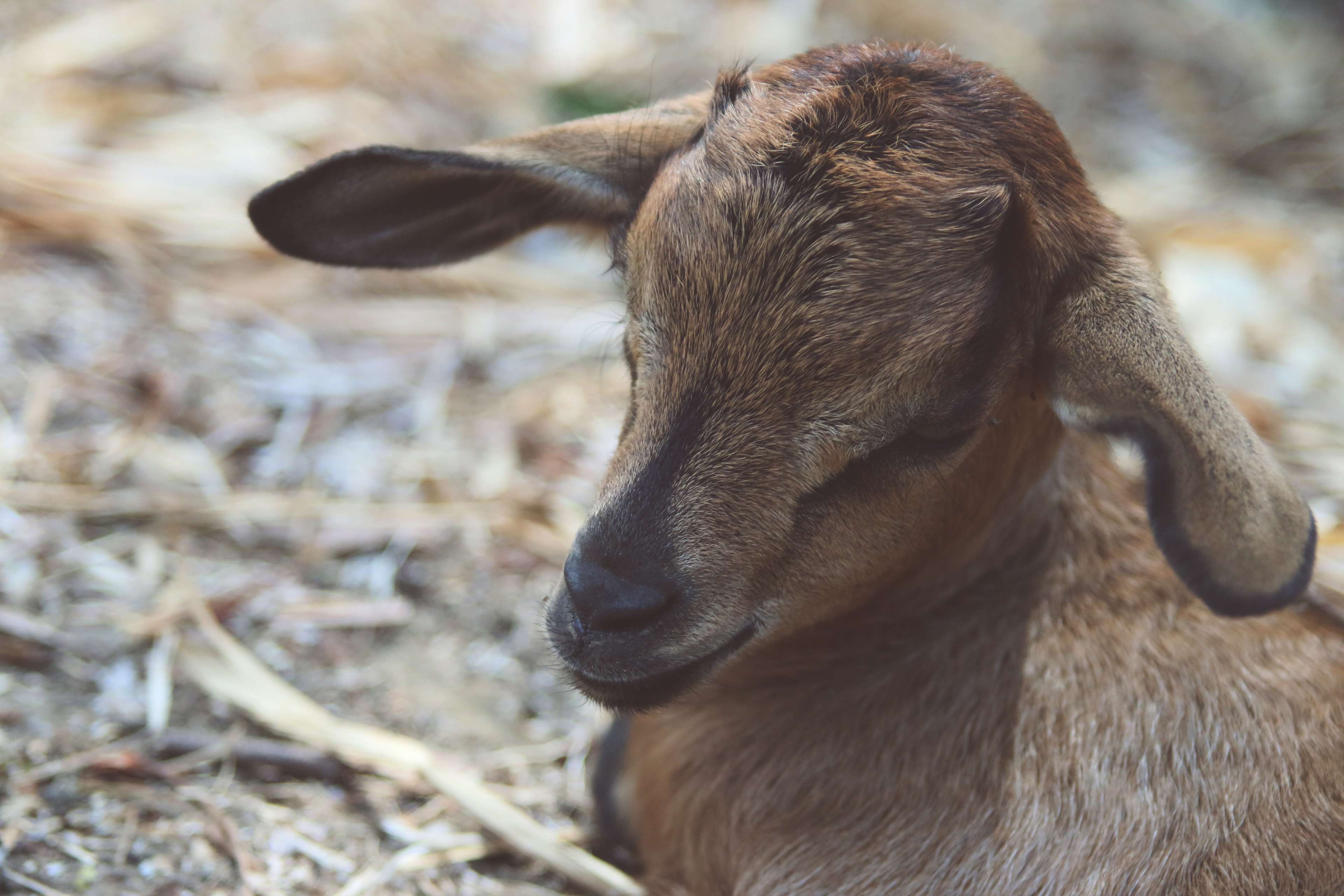 3840x2560 Animal, Baby Goat, Farm, Goat 4k Wallpaper And Background