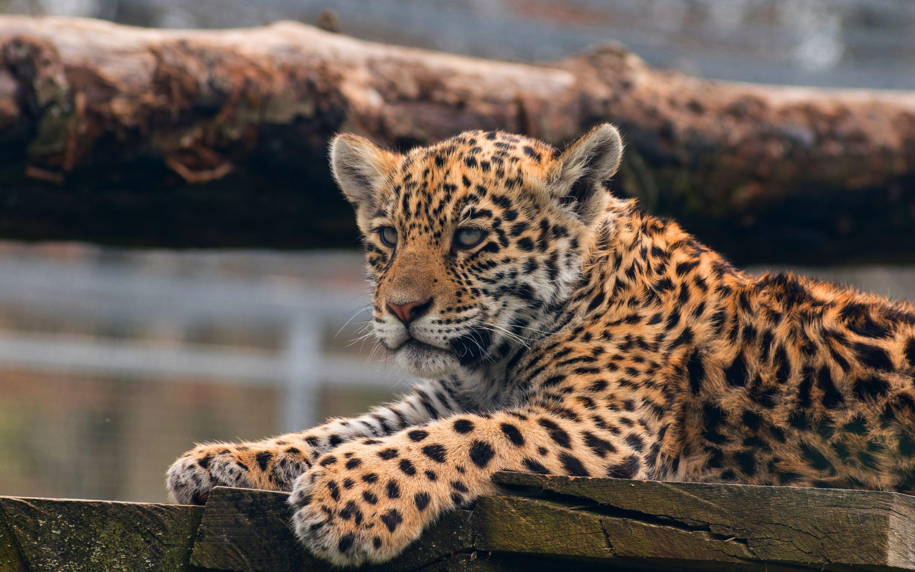 3840x2400 Download 3840x2400 wallpaper leopard, cub, baby animal, predator, 4k