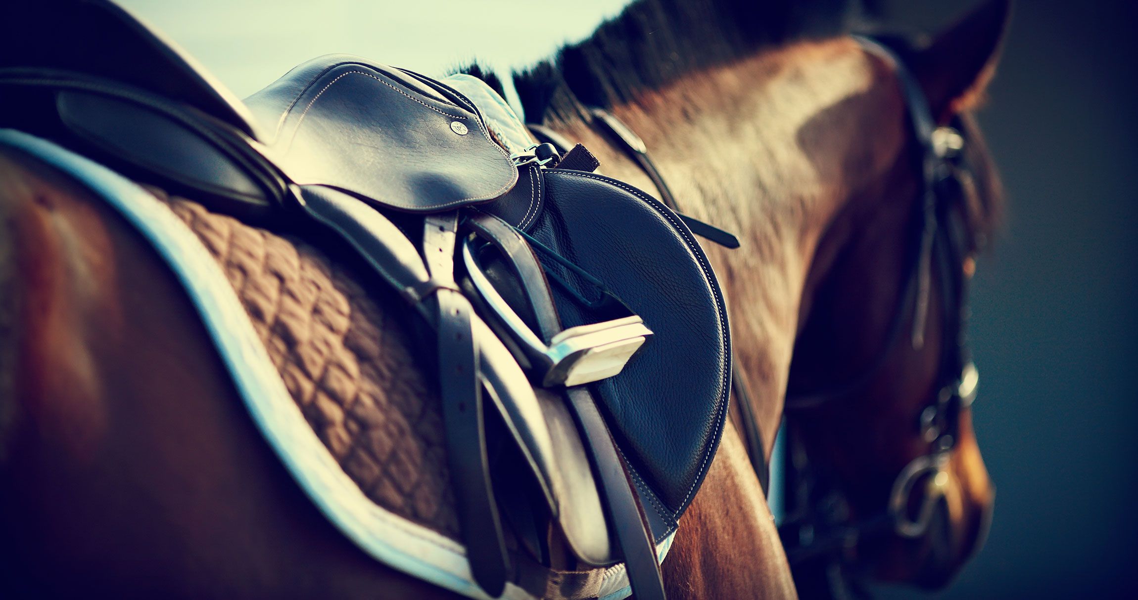 Saddle Wallpapers - Top Free Saddle Backgrounds - WallpaperAccess