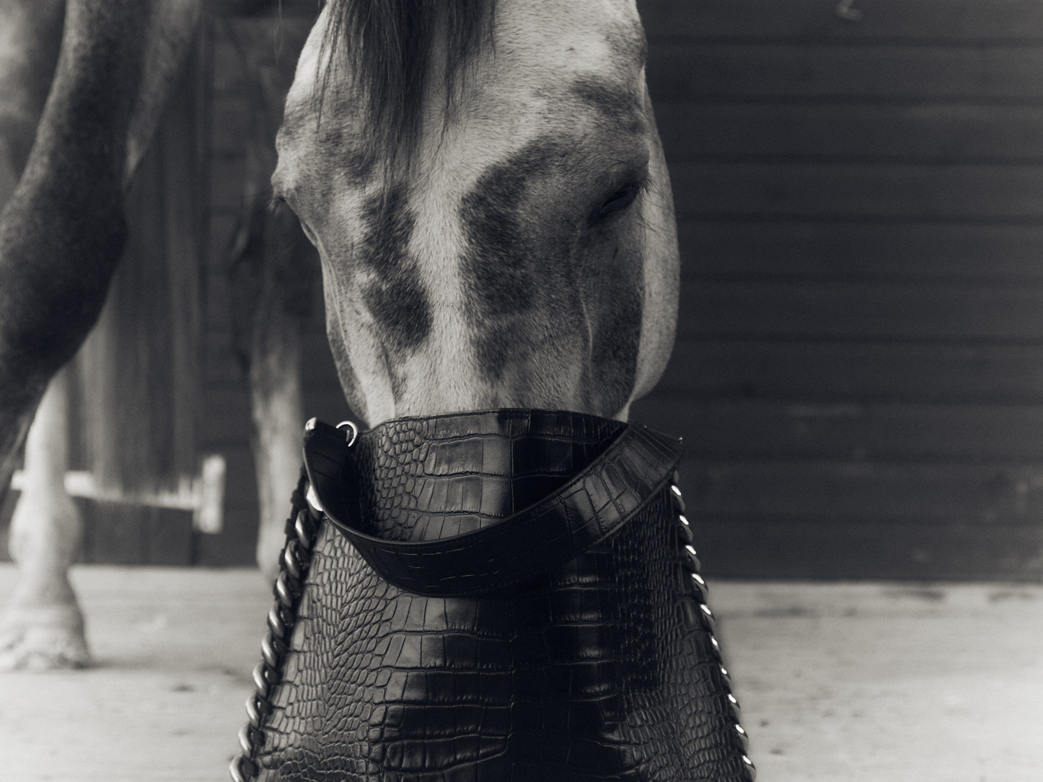 Saddle Wallpapers - Top Free Saddle Backgrounds - WallpaperAccess