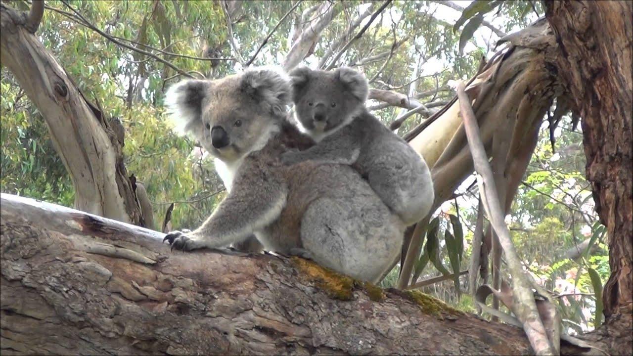 1280x720 Cute Baby Koala Wallpaper A Cute Picture Of A Koala, HD