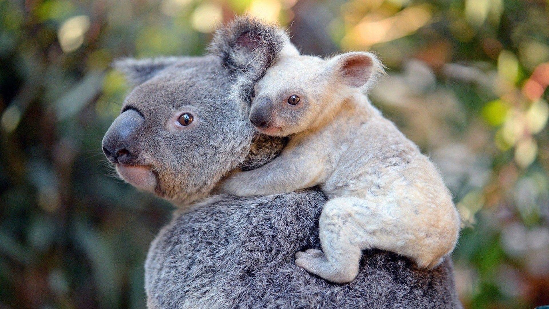 1920x1080 Cute White Child Baby Behind Mother Koala