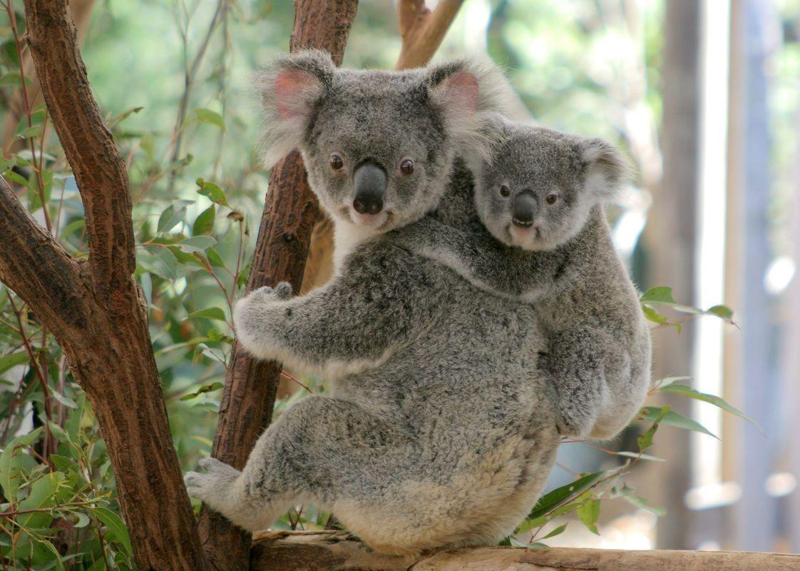 1122x800 Koala Picture (16)