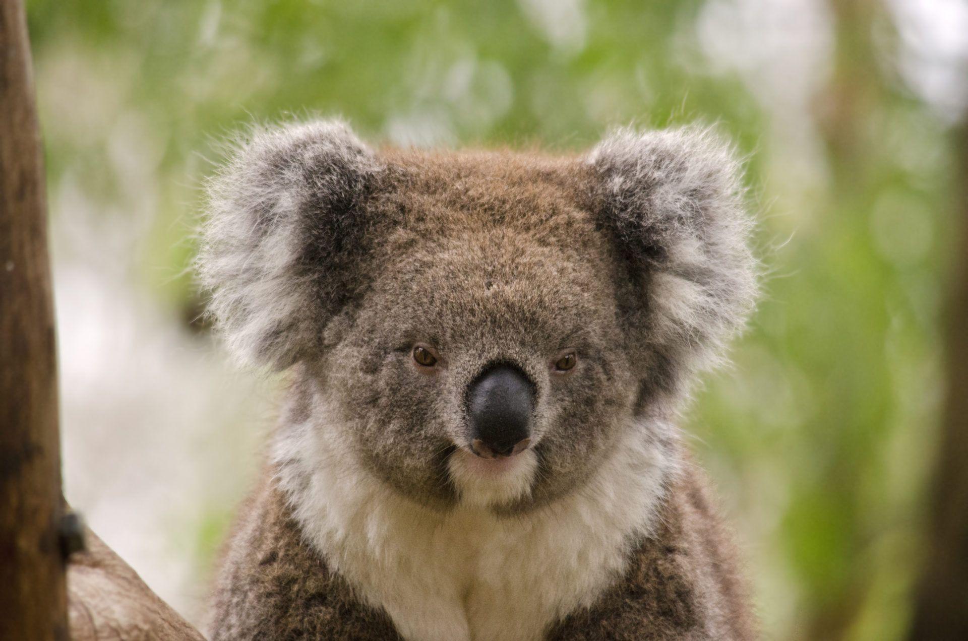 Koala Wallpapers - Top Free Koala Backgrounds - WallpaperAccess