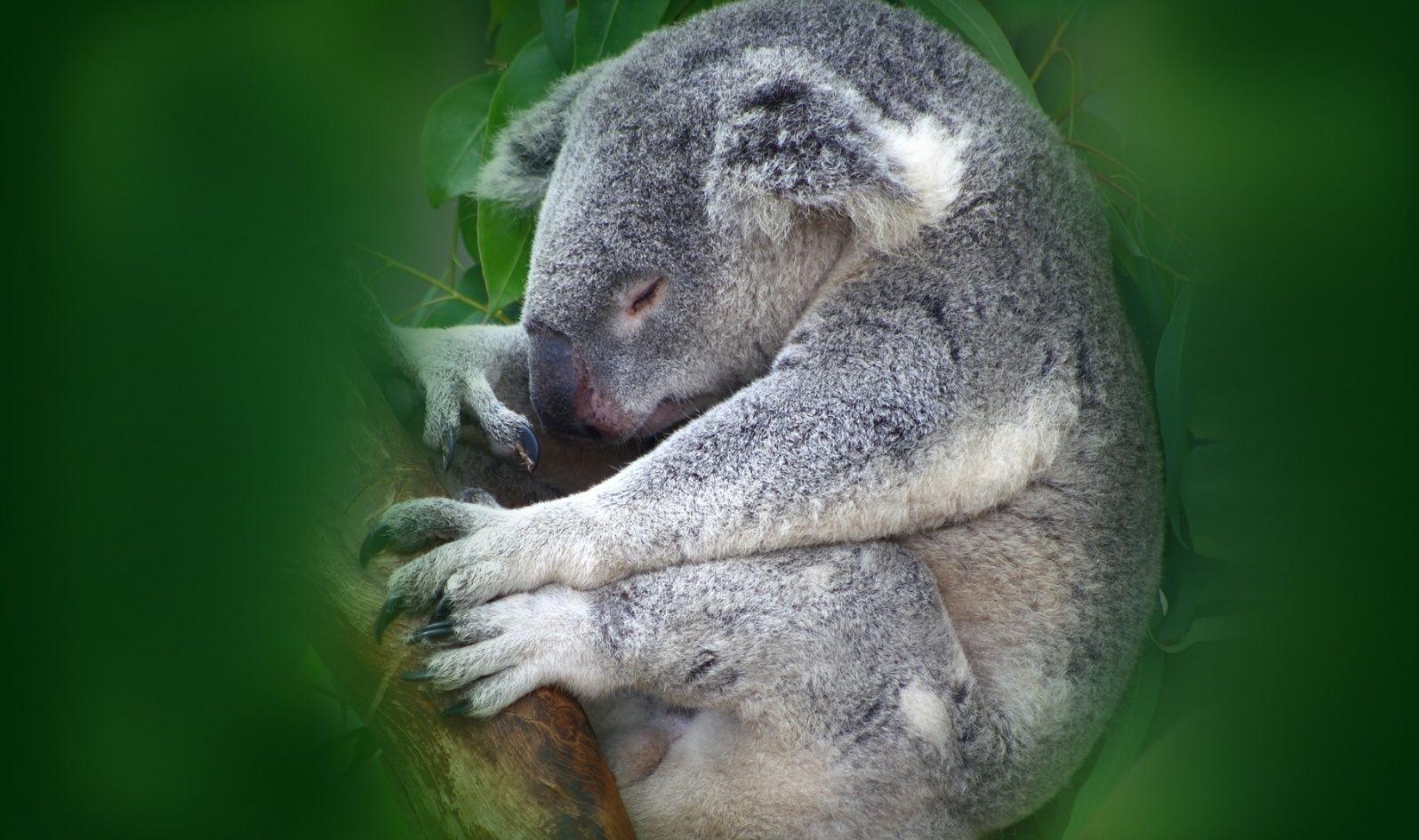 1596x945 Koala Wallpaper Download