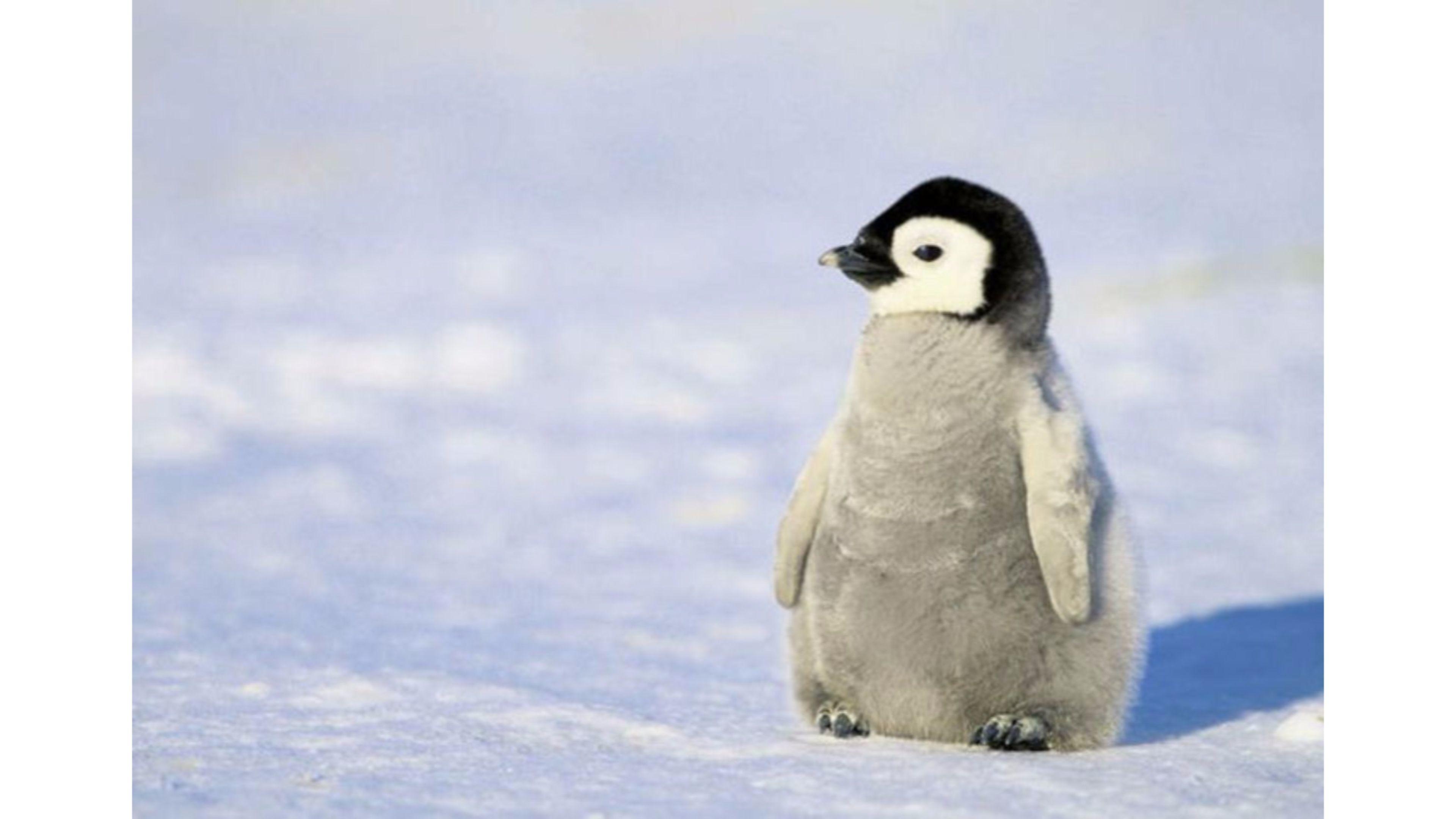 3840x2160 Cute Penguin Background