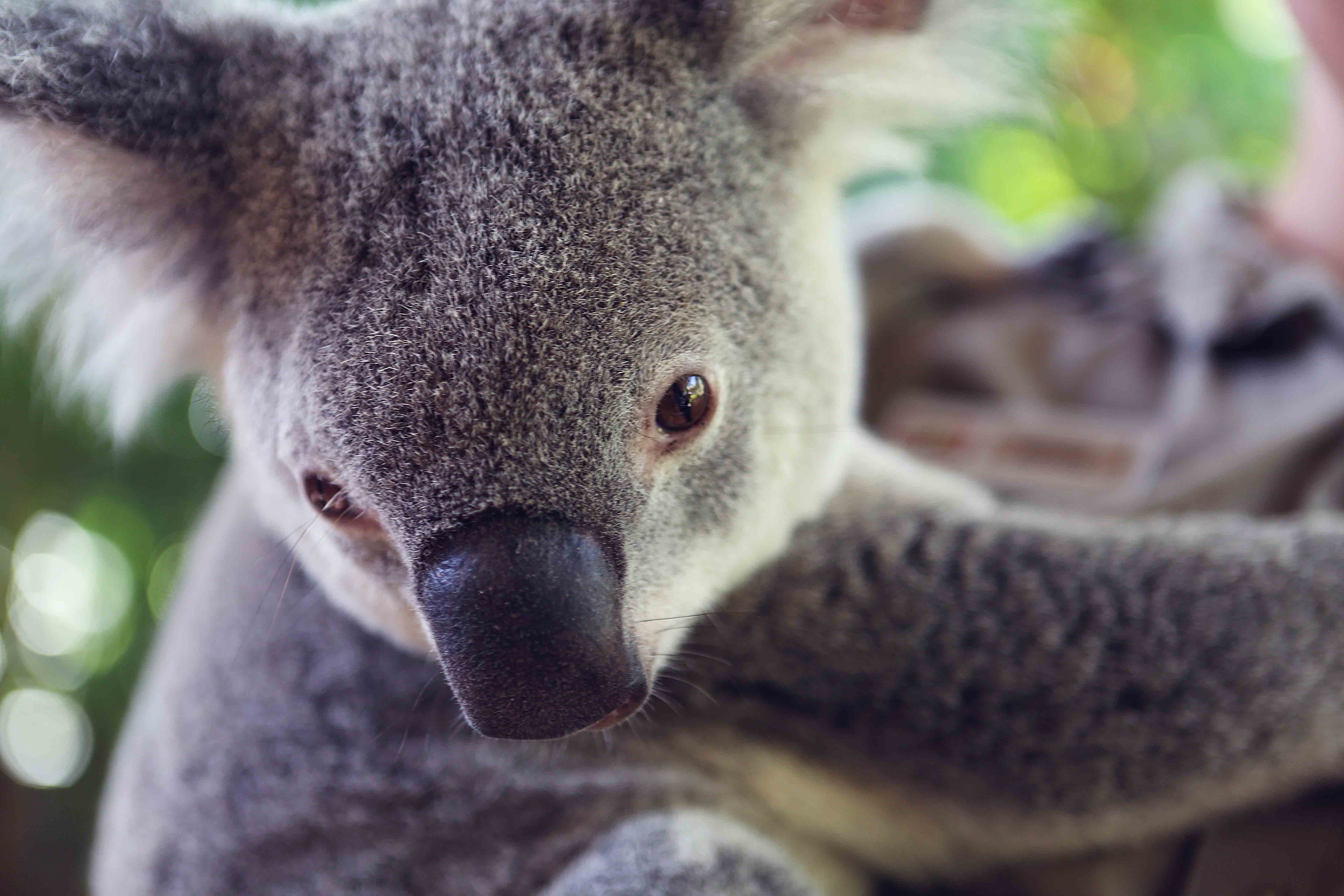 5760x3840 Cute Baby Koala Wallpaper (image in Collection)