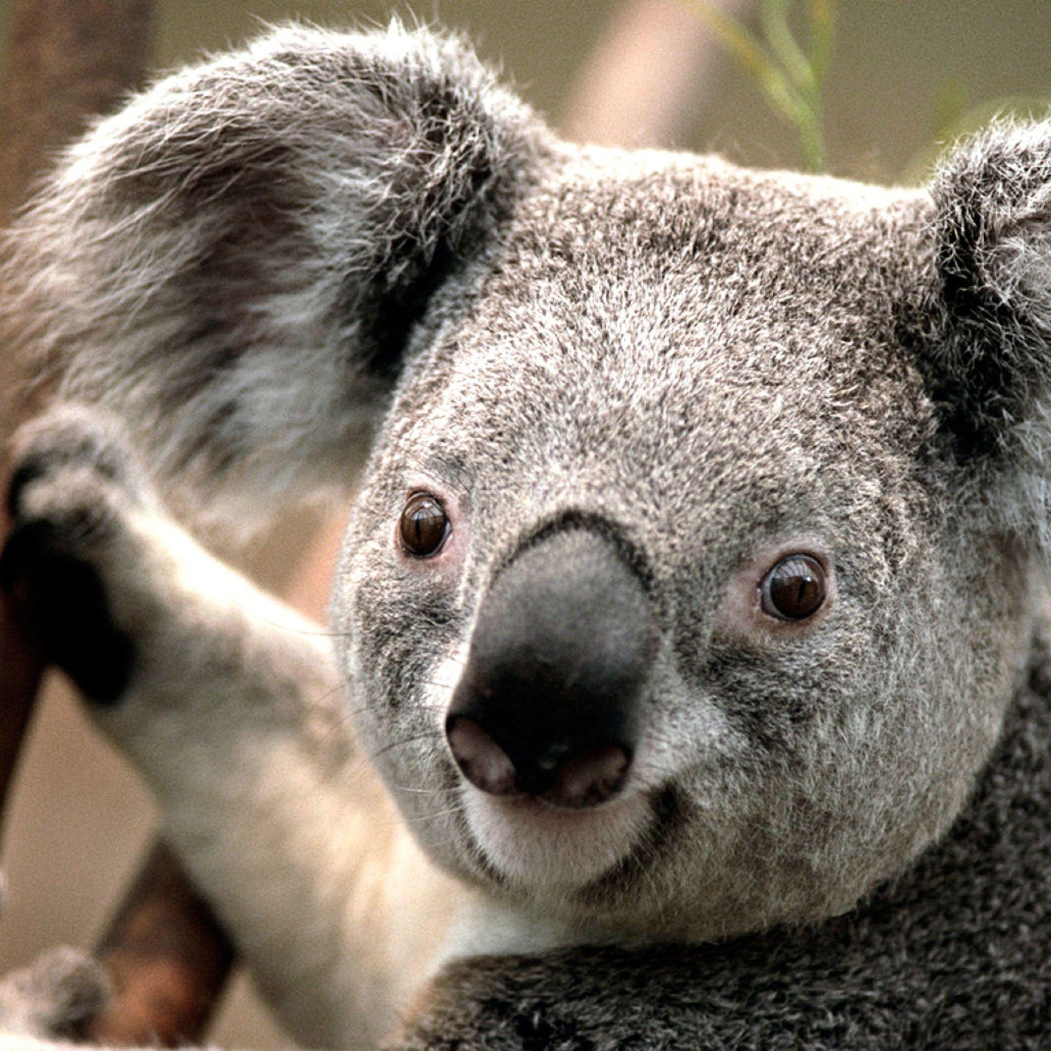 2048x2048 Koala Bear Wallpaper background picture