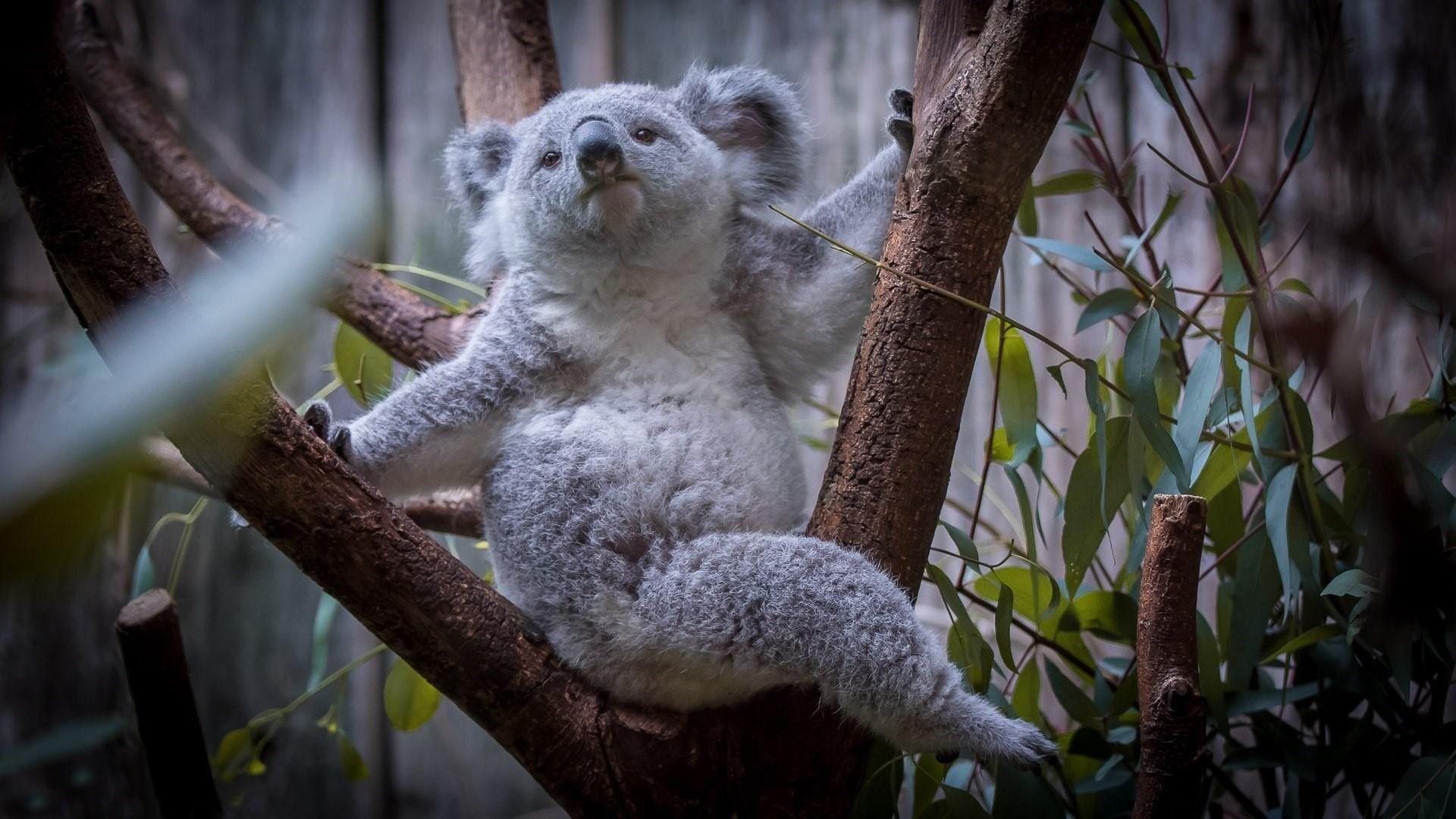 1920x1080 Australian Koala Bear Wallpaper