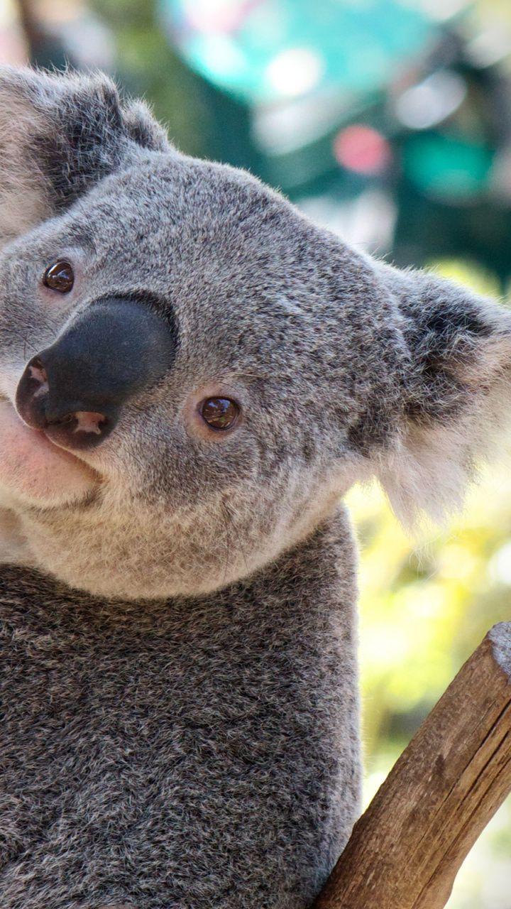 720x1280 Koala, Baby Koala, Fur, Marsupial, Terrestrial Animal HD Wallpaper