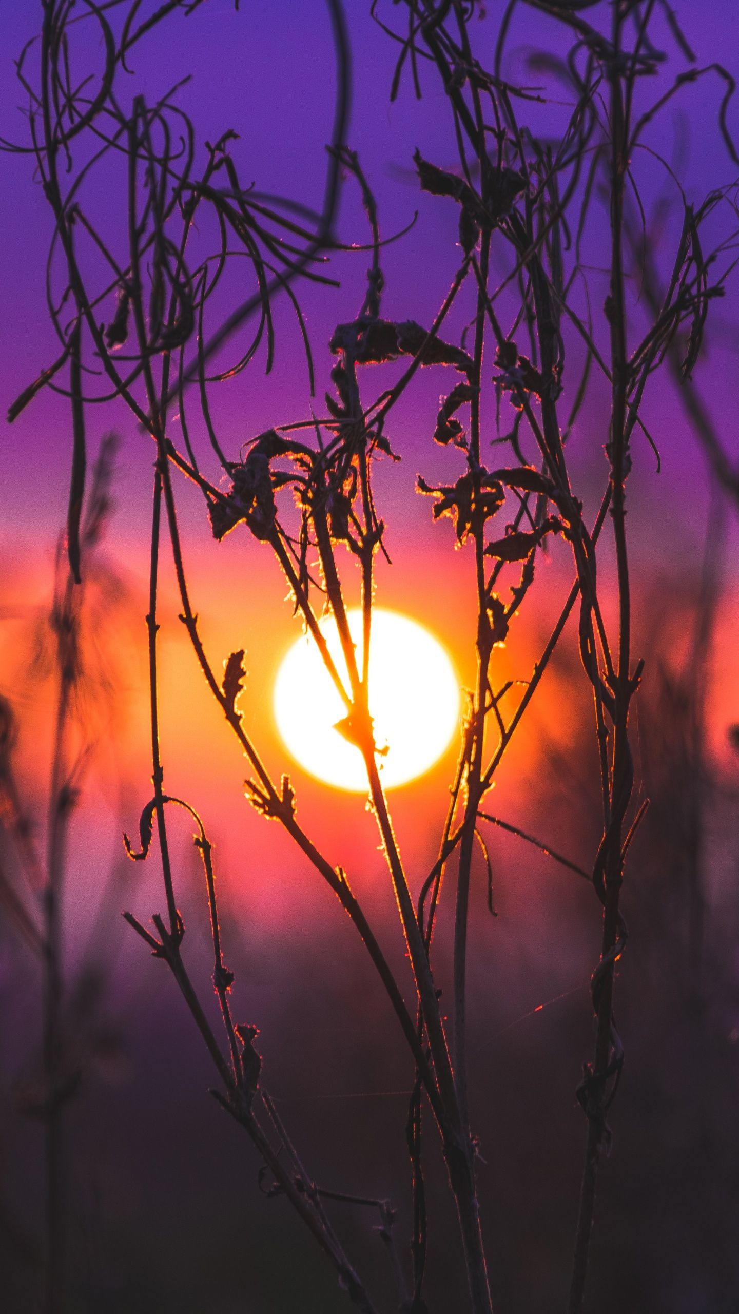 1440x2560 Sunrise Wallpaper 4K, Silhouette, Purple sky, Plants