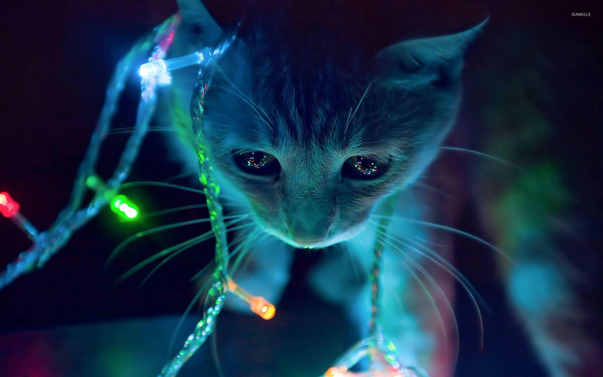 1920x1200 Kitten playing with the Christmas lights wallpaper - Animal