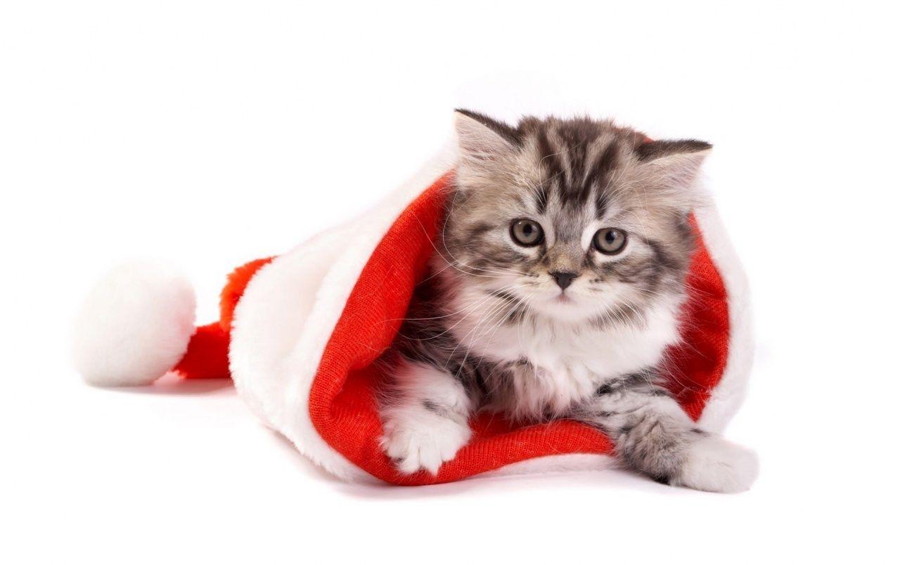 1280x804 Christmas Kitty wallpaper. Christmas Kitty