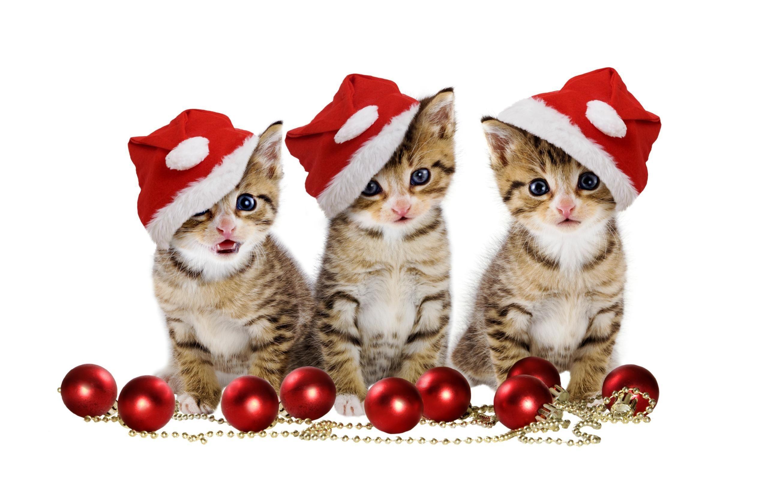 2560x1600 Christmas Kitten Wallpaper, Christmas Cute Cat