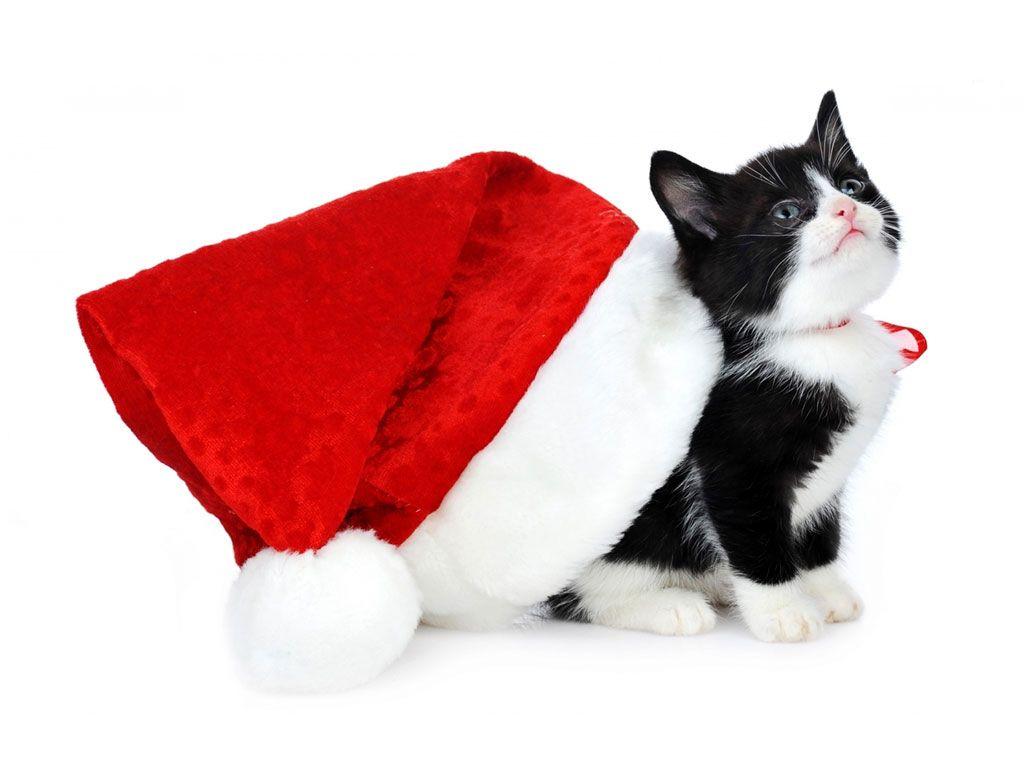 1024x768 Black Cat Christmas Wallpaper