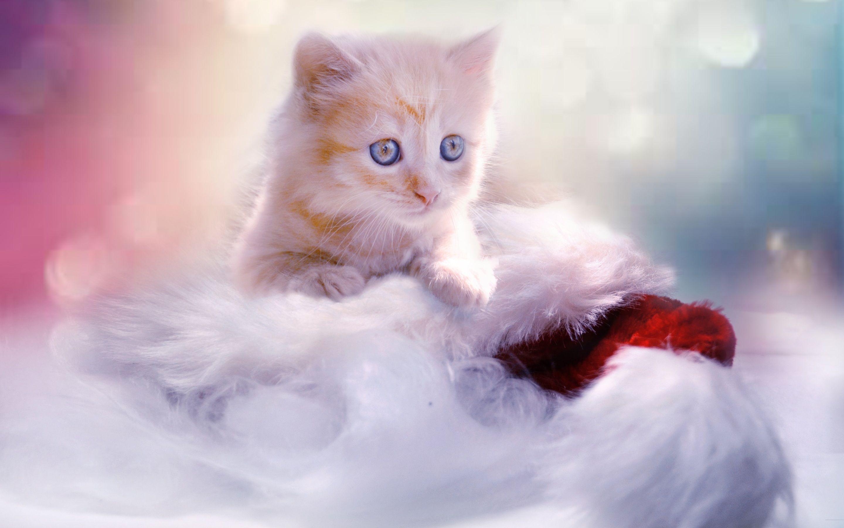 2880x1800 Christmas Kitten Macbook Pro Retina HD 4k Wallpaper