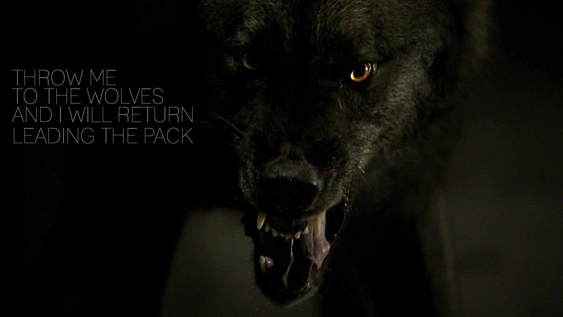 1920x1080 Wolf Wallpaper HD