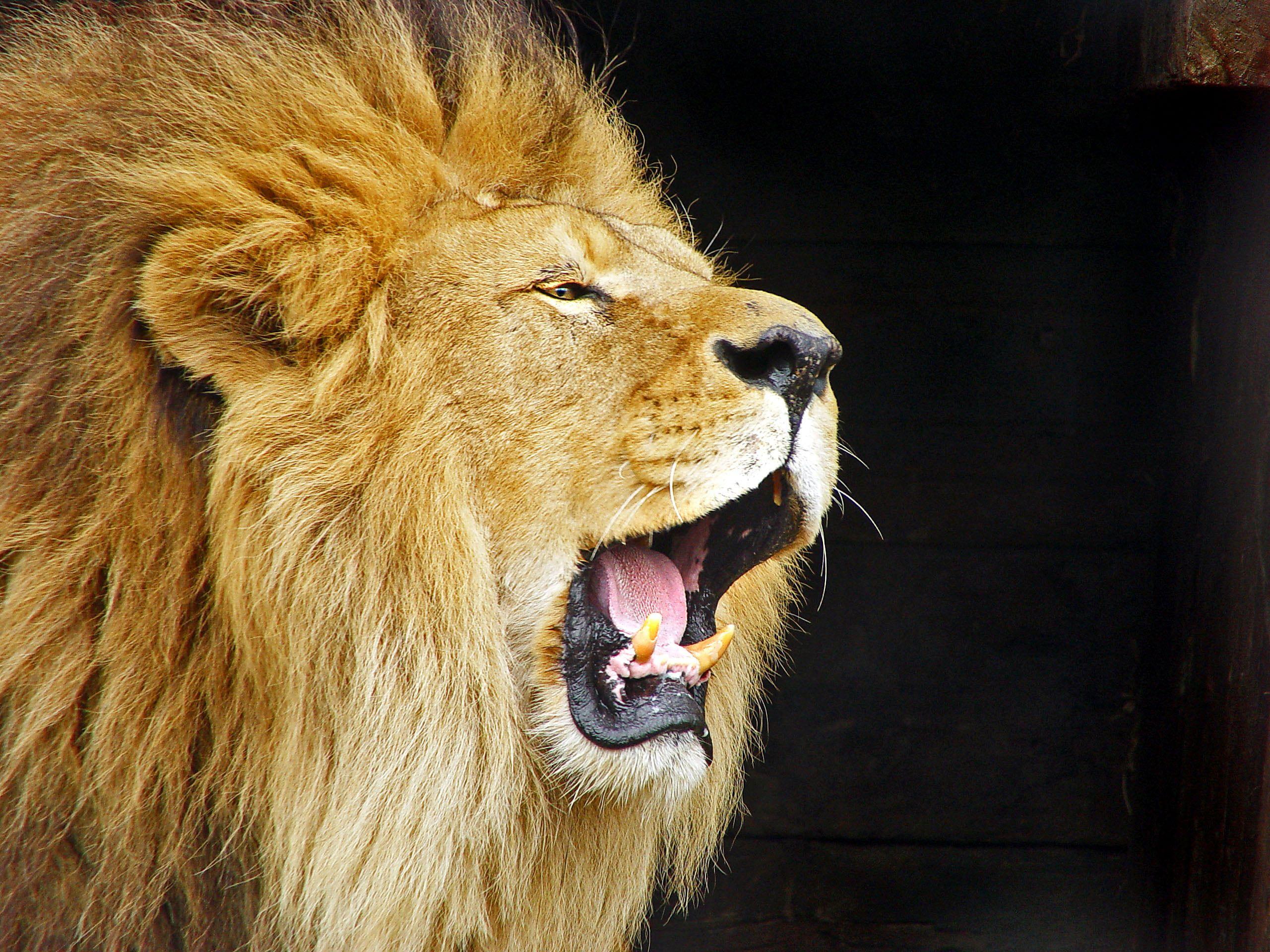 2560x1920 Roaring Lion HD wallpaper