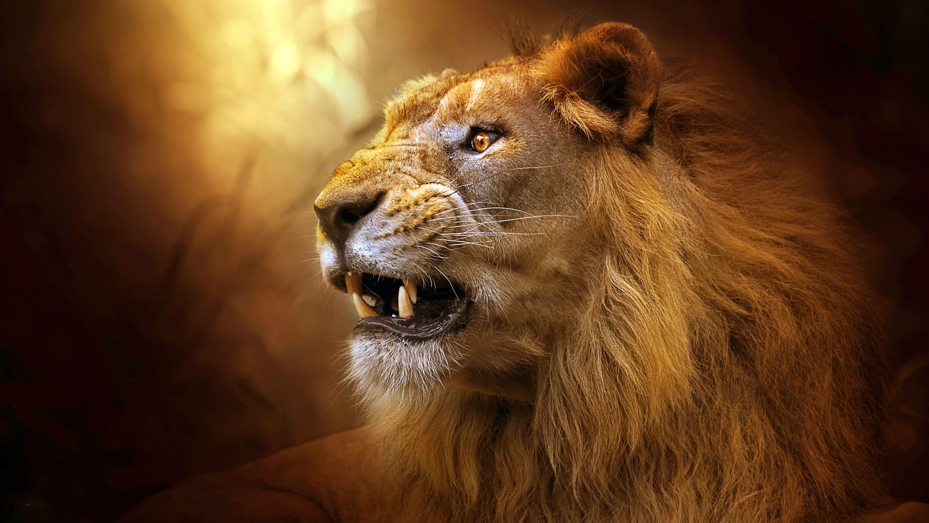 Roaring Lion Wallpapers - Top Free Roaring Lion Backgrounds - WallpaperAccess