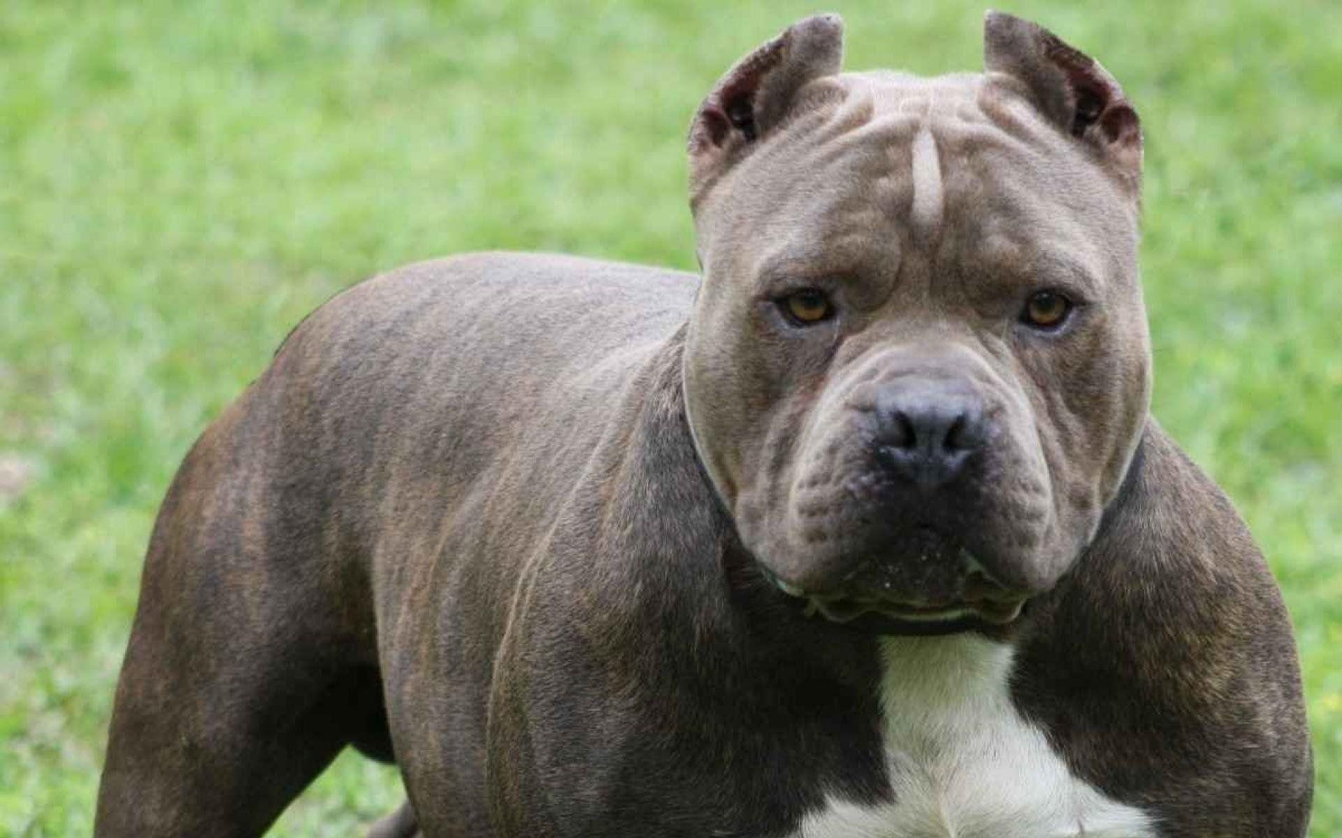 1920x1200 american, Pit, Bull, Terrier, Dog Wallpaper HD / Desktop and Mobile