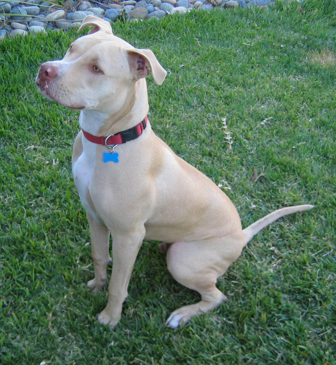 1376x1492 American Pitbull Terrier Jackson photo and wallpaper. Beautiful