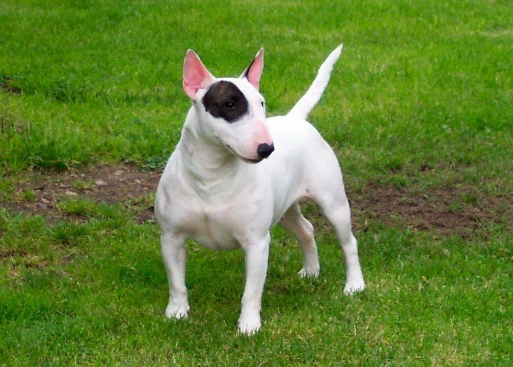 1676x1200 Pitbull Dog New Wallpaper