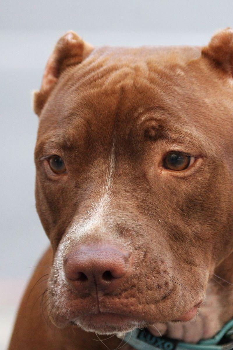 800x1200 Download wallpaper 800x1200 american pitbull, muzzle, dog, collar