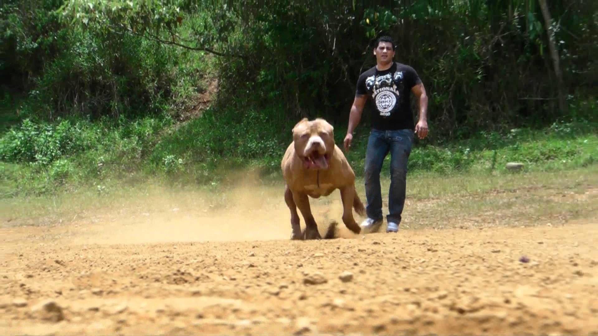 1920x1080 Pitbull Terrier Wallpaper