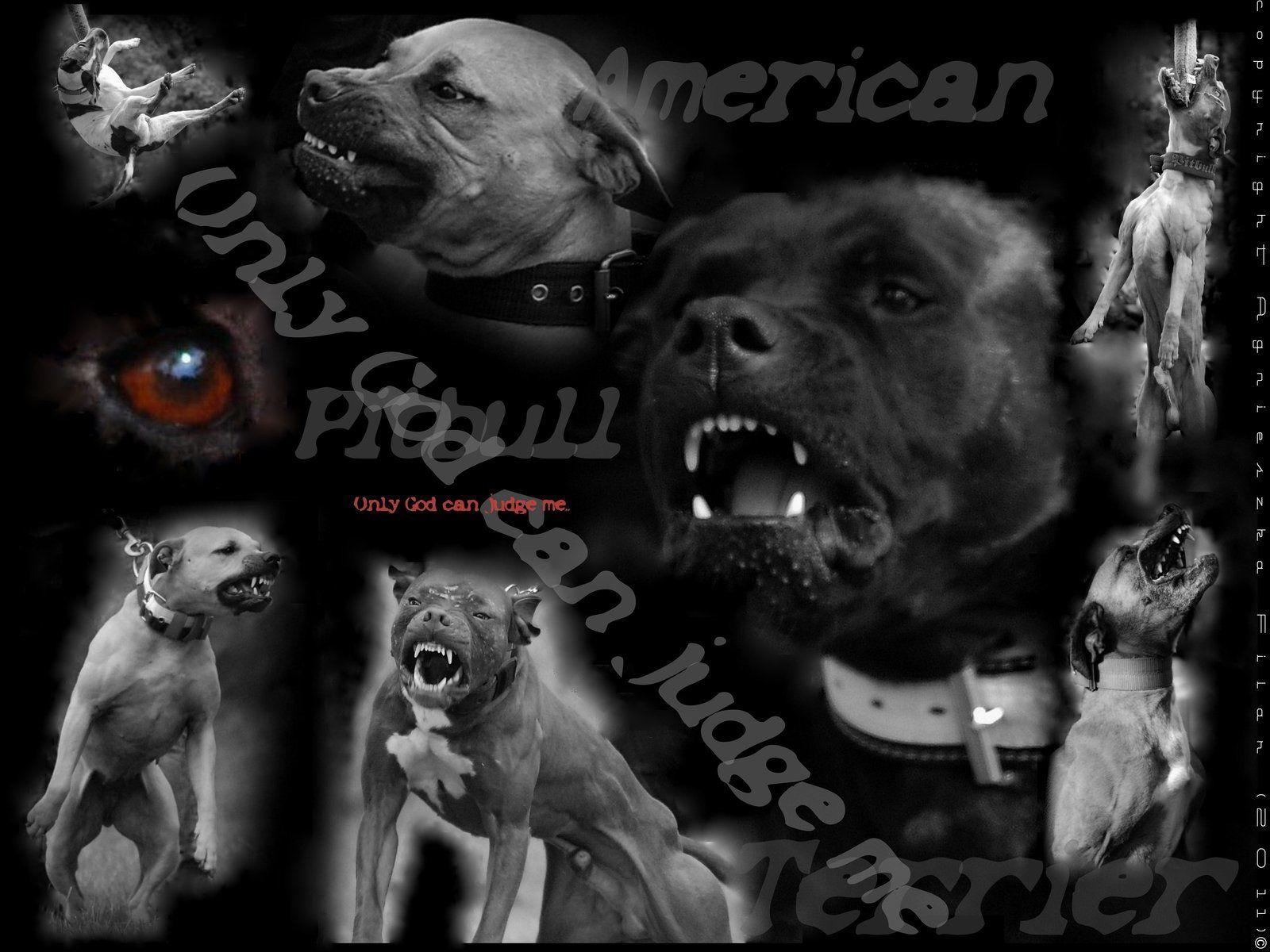 1600x1200 American pitbull wallpaper Gallery